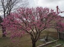 peach tree