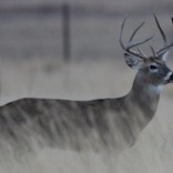 Deer At Buffalo Lake