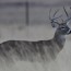 Deer At Buffalo Lake