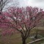 Fruit Trees Bloom